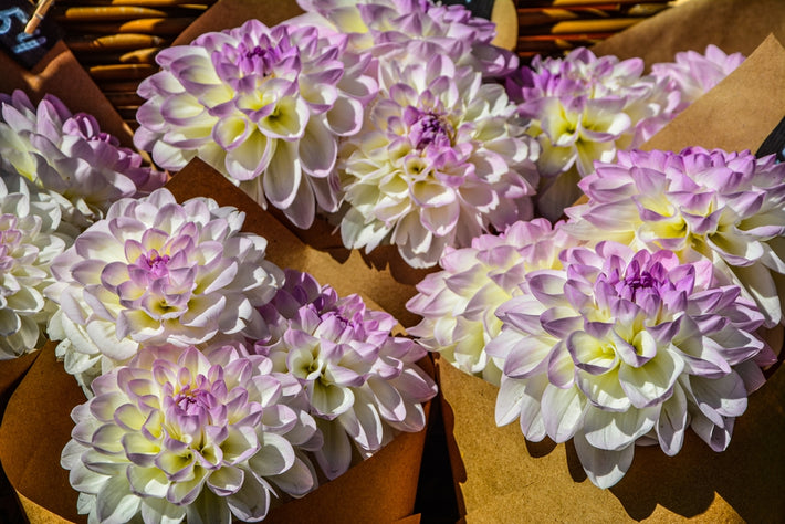 Guide de culture : Comment cultiver les dahlias