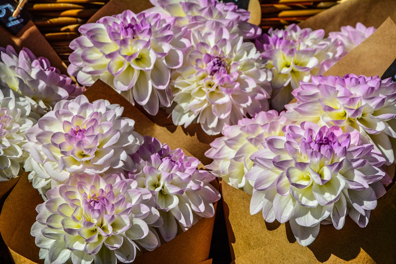 Guide de culture : Comment cultiver les dahlias