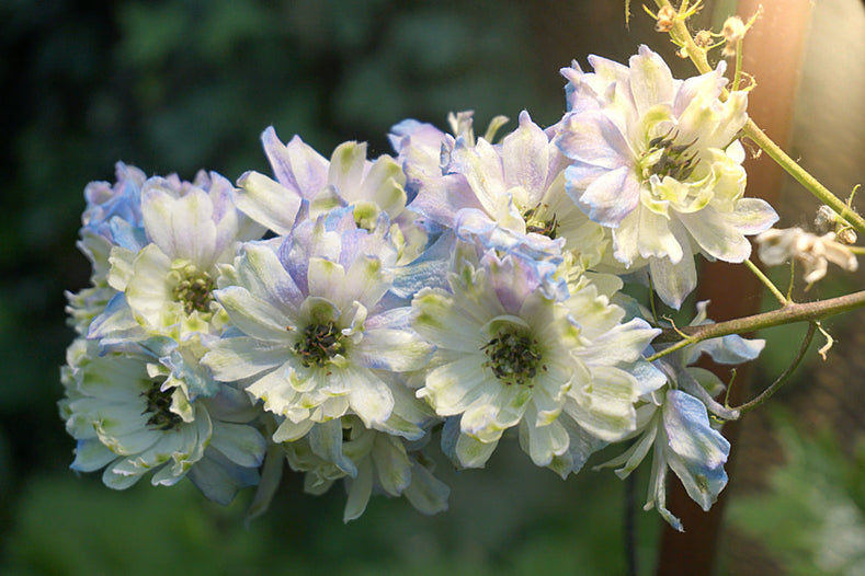 Guide de culture : Comment cultiver le Delphinium (Larkspur)