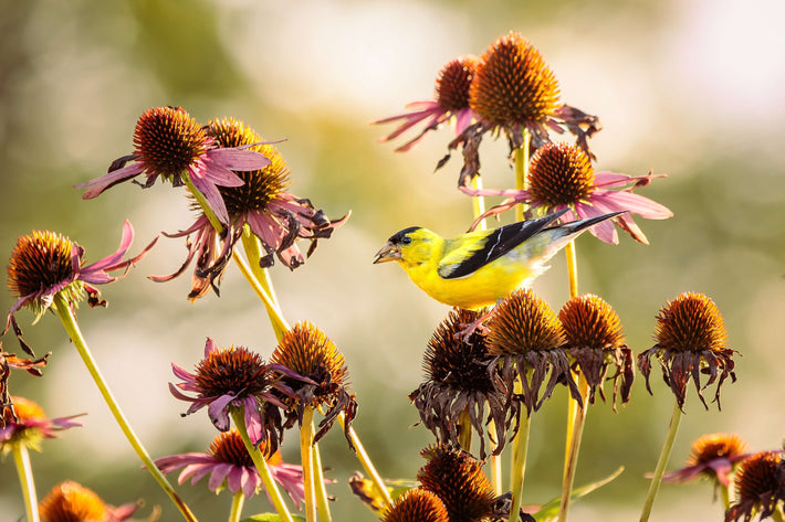 Echinacée et oiseaux du jardin comment quelques fleurs nourrissent les chardonnerets tout l hiver