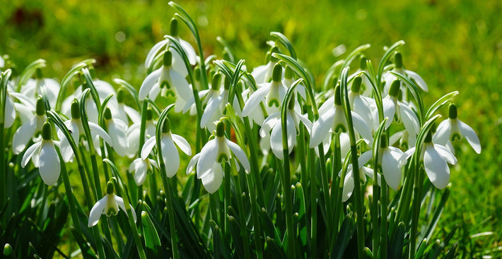 Guides de culture : Comment cultiver le galanthus (Perce-neige)