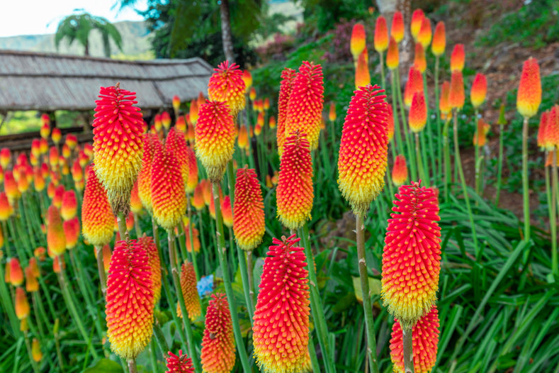 Guide de culture : Comment cultiver Red Hot Poker (Kniphofia)