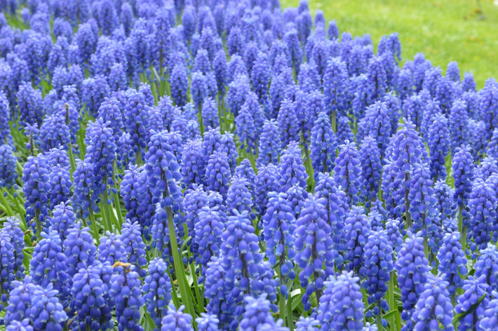 Guides de culture : Comment cultiver le muscari (jacinthes à grappe)