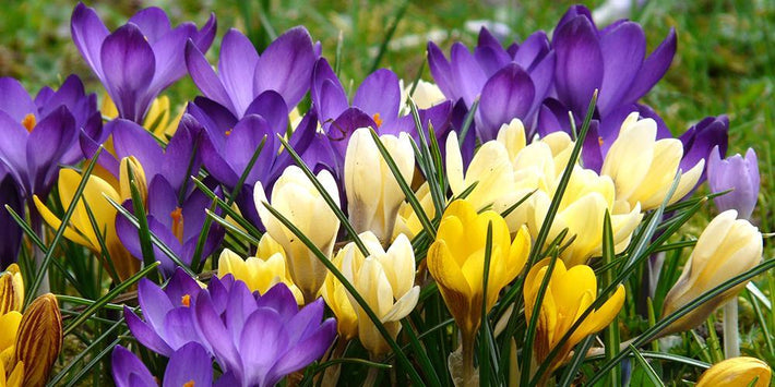 Guides de culture : Comment cultiver les bulbes de crocus