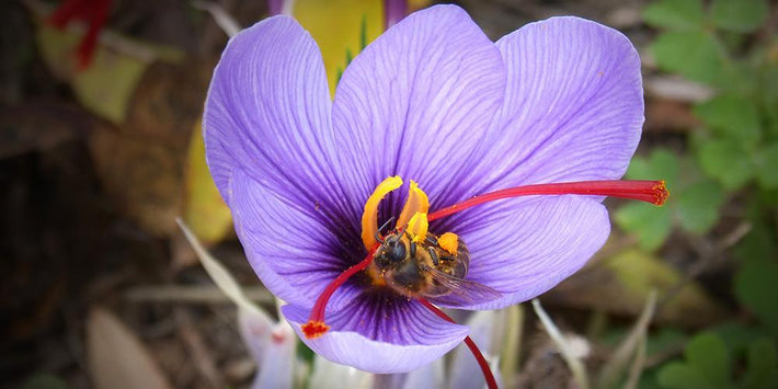 Guides de culture : Comment cultiver le Crocus Sativus (Crocus de safran)