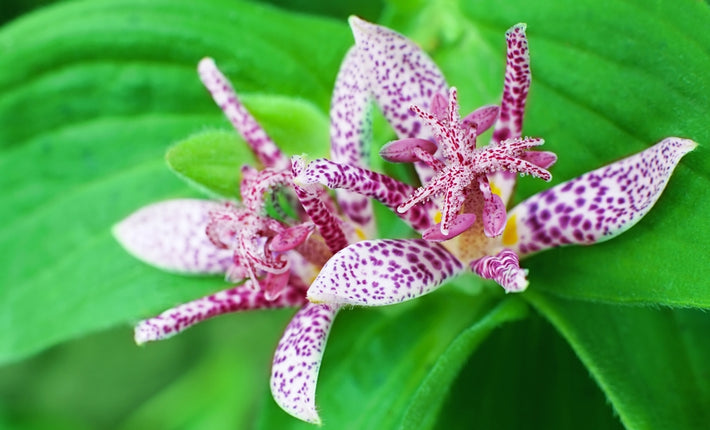 Guide de culture : Comment cultiver le Tricyrtis (Lys crapaud)