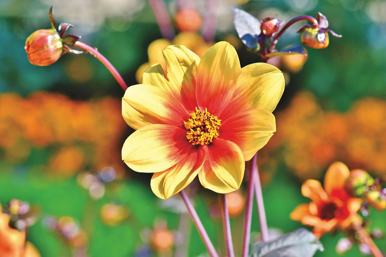 Les dahlias à fleurs simples