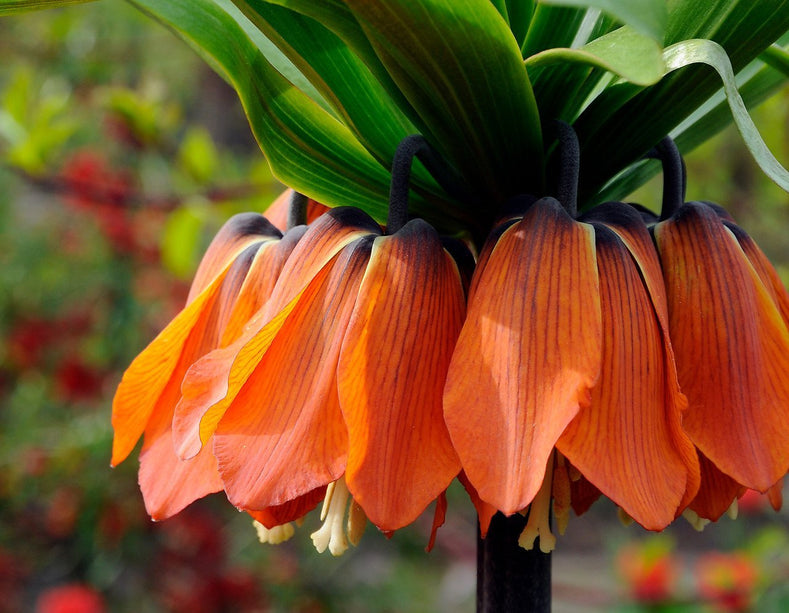 Les gros bulbes audacieux