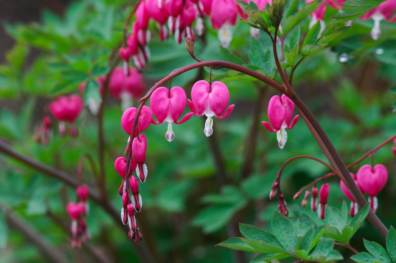 Guide de culture : Comment cultiver le Dicentras