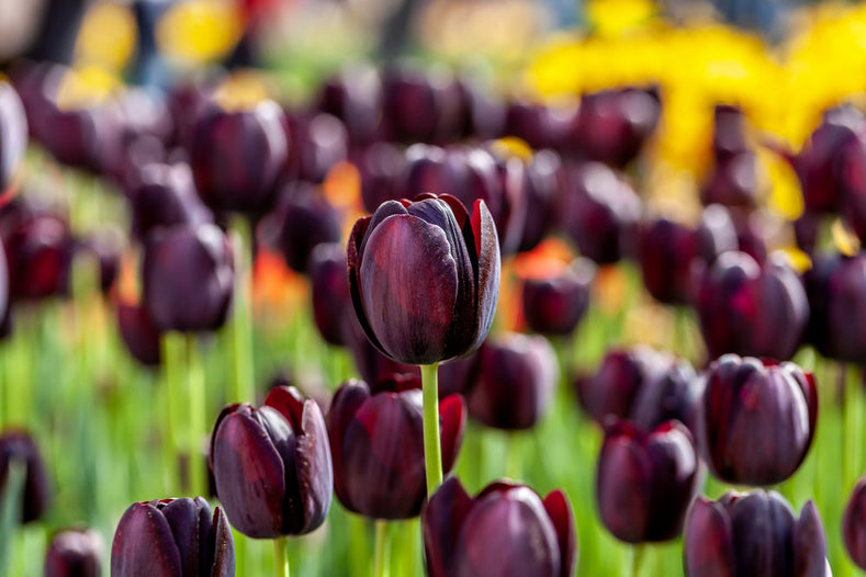 Les tulipes noires existent elles vraiment