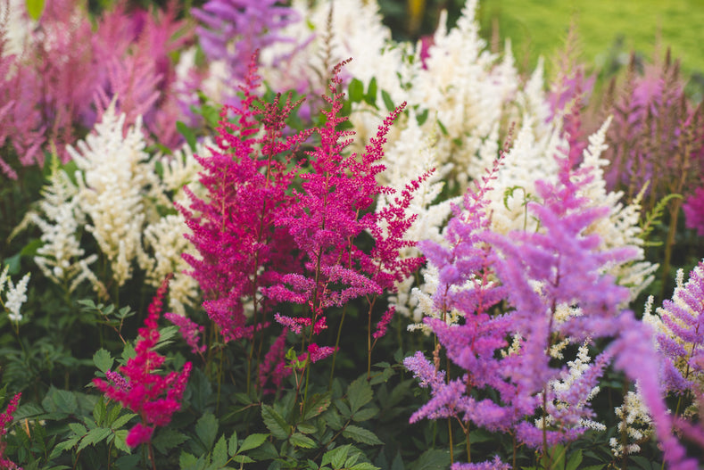 Guide de culture: Comment cultiver l'Astilbe