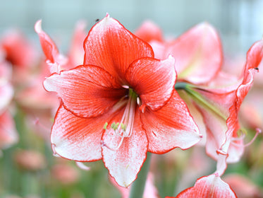 Amaryllis bulbes de tulipes
