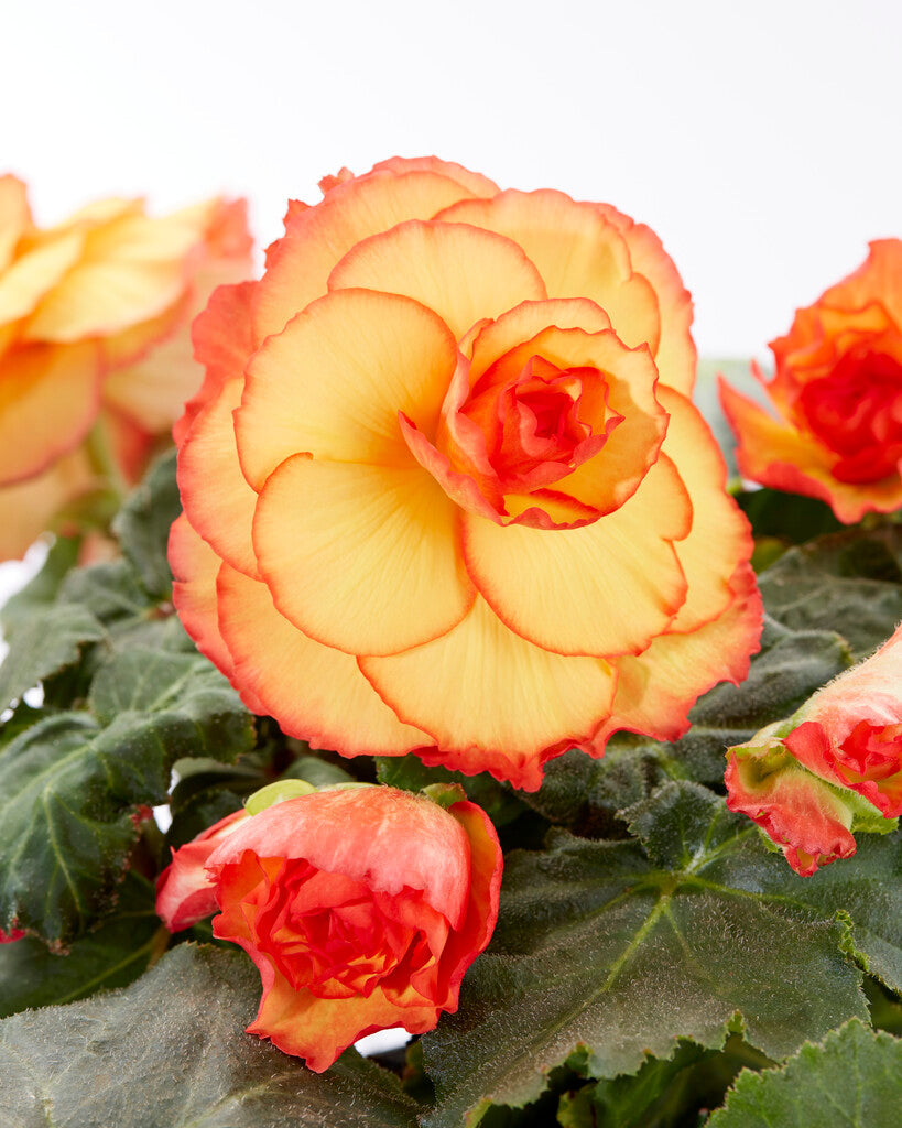 Bégonias Achetez bulbes de Bégonia DutchGrown™