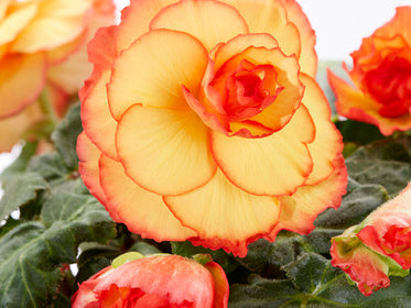 Bégonias Dahlias - Bulbes à Fleurs