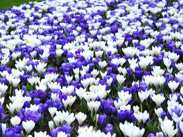 Crocus bulbes de tulipes