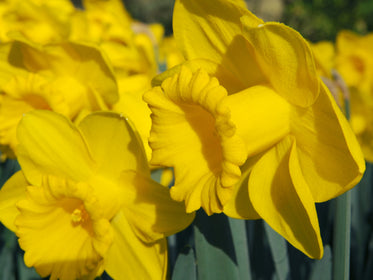Jonquilles & Narcisses bulbes de tulipes