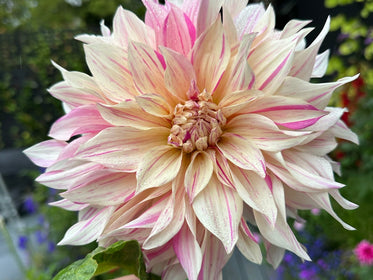 Dahlias Dahlias - Bulbes à Fleurs