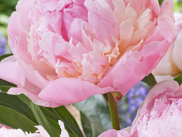 Pivoines bulbes de tulipes