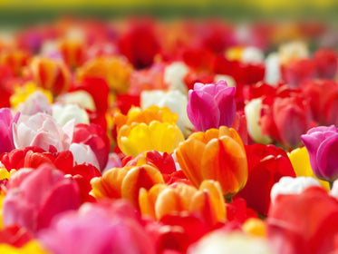 Tulipes bulbes de tulipes