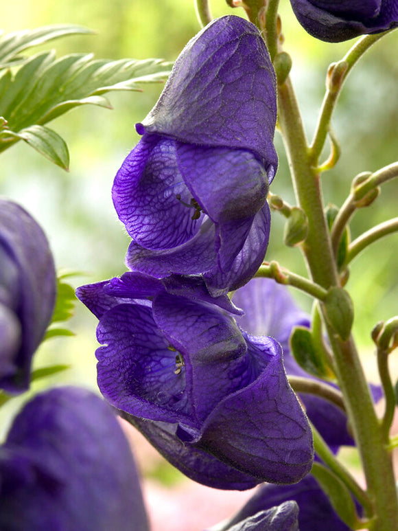 Aconitum Royal Flush (Casque de Jupiter)