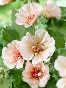Alcea Parkfrieden (Rose trémière)