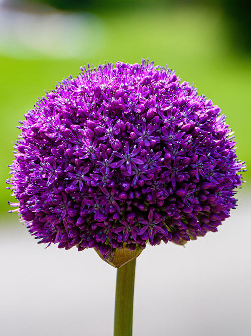 Allium Gladiator Sensation avec grande boule florale violet foncé