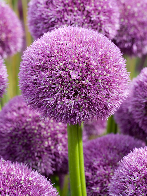 Allium Pinball Wizard avec grande boule florale violette