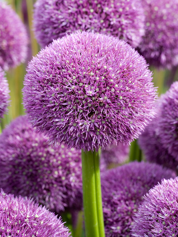 Allium Pinball Wizard avec grande boule florale violette