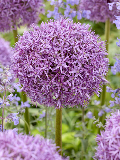 Détail de la fleur sphérique de l’Allium Pinball Wizard