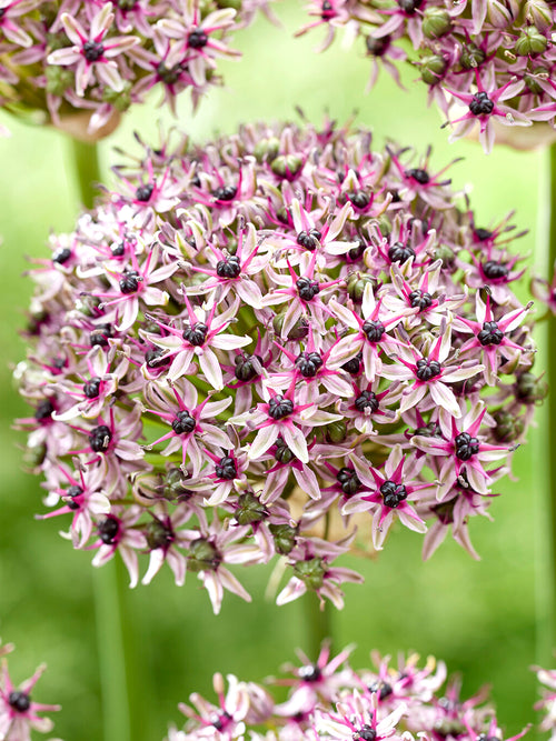 Acheter bulbes d Allium Starlight