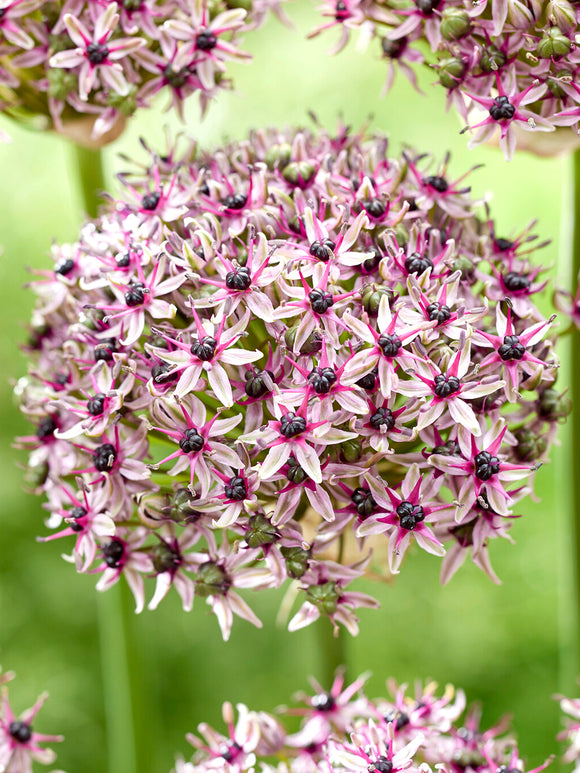 Acheter bulbes d Allium Starlight
