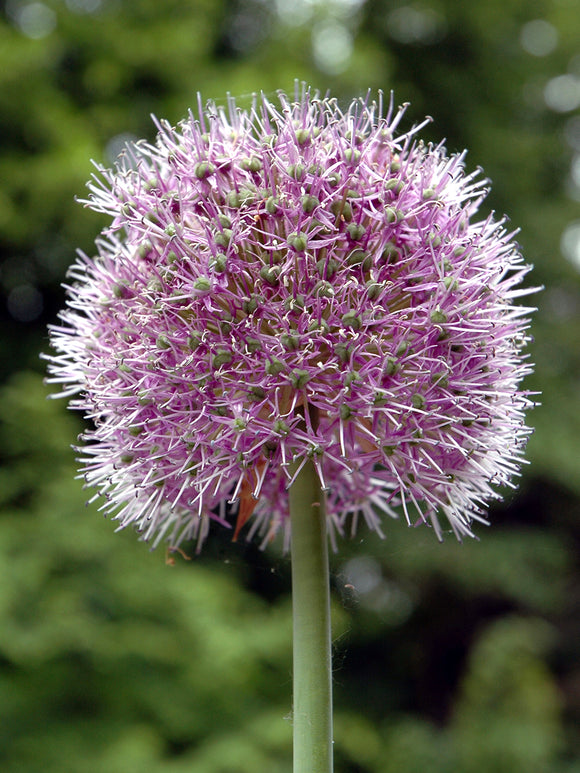 Allium Stipitatum Glory of Pamir