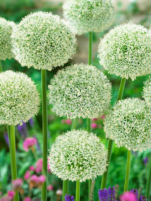 Allium White Giant