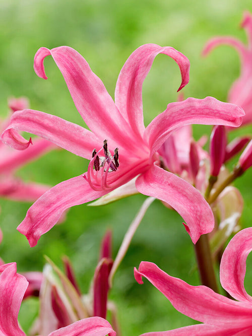 Acheter Amarine Belladiva Anastasia