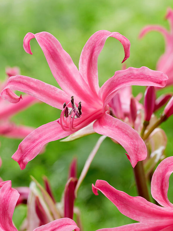 Acheter Amarine Belladiva Anastasia