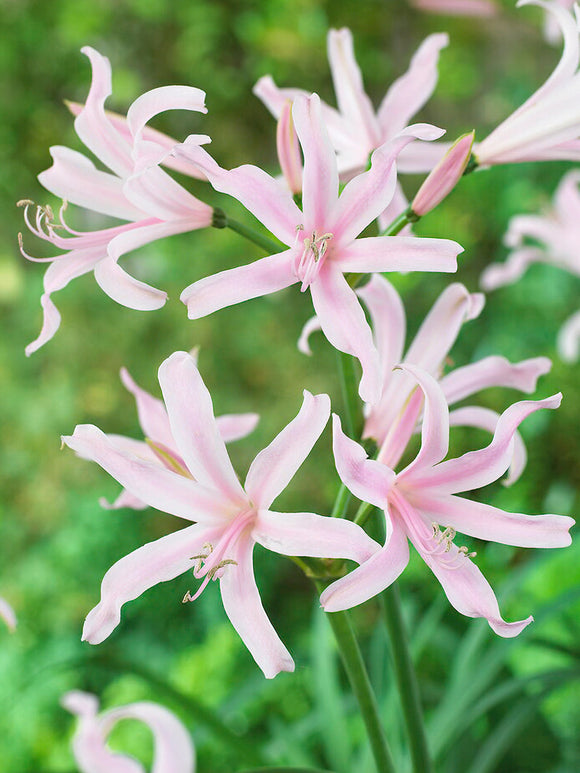 Acheter Amarine Belladiva Emanuelle