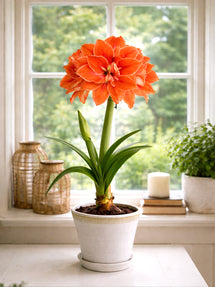 Amaryllis Double Minerva