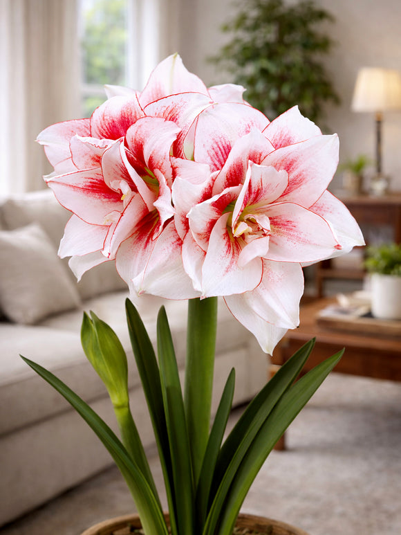 Amaryllis Elvas à floraison dense et raffinée