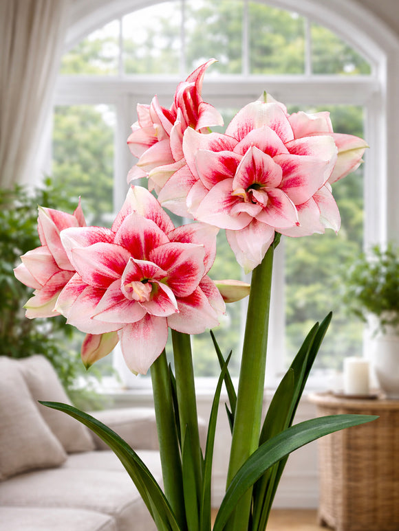 Amaryllis Double Elvas en fleur à l’intérieur