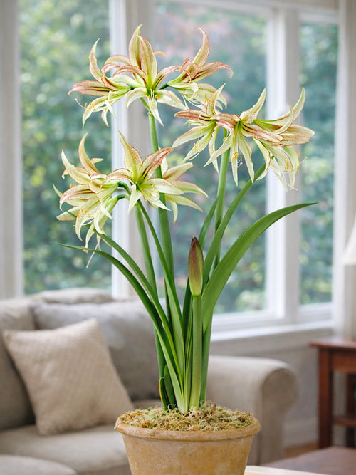 Jumbo Amaryllis Emerald aux fleurs vert blanc