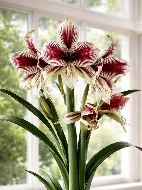 Amaryllis Papilio avec fleurs en forme de papillon