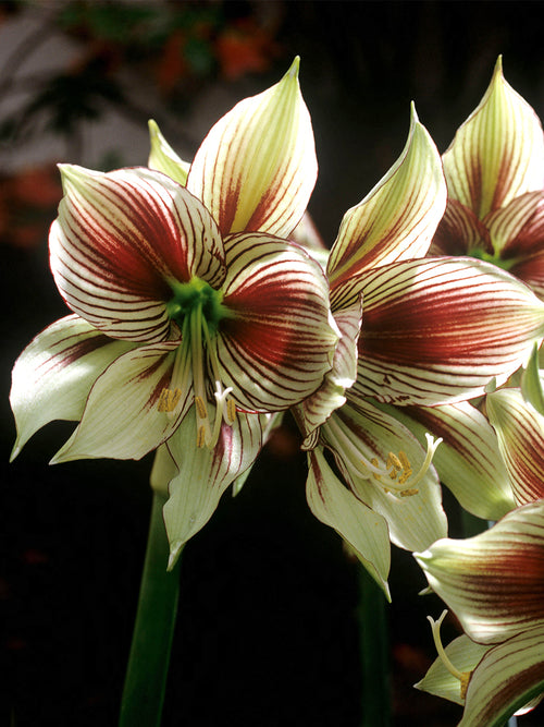 Amaryllis Papilio exotique avec grandes fleurs décoratives