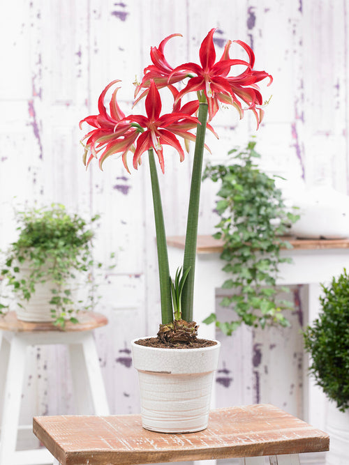 Gros plan sur Amaryllis Quito aux pétales fins
