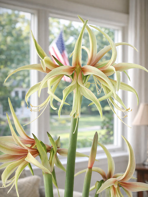 Amaryllis Tarantula aux fleurs vert clair araignées