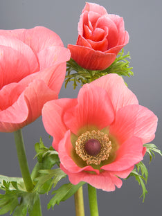 Anemone Barbie