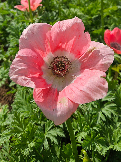 Acheter des bulbes d'Anémone Barbie