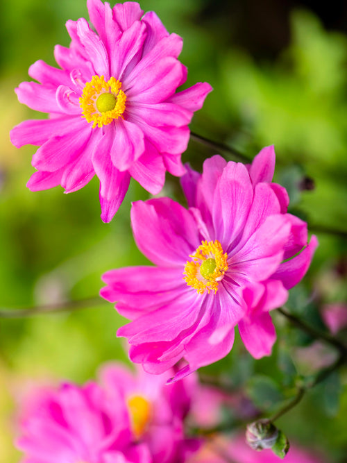 Anémone du Japon Bressingham Glow