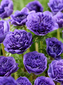 Anemone Fullstar Bleu