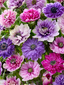 Anemone Fullstar Pastel Mélange