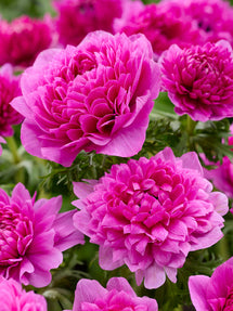 Anemone Fullstar Rose